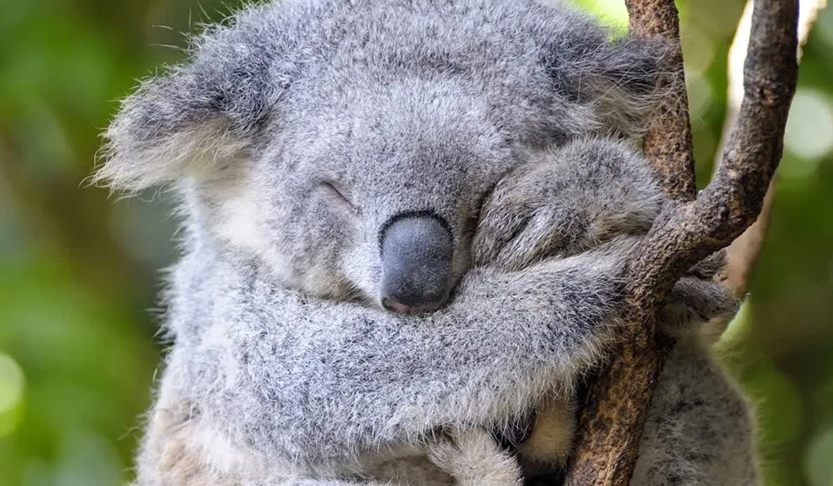 Animals With Cameras season 2