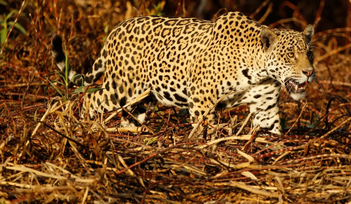 Jaguaretê-Avá - Pantanal em Chamas