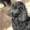 Mozi | Standard Poodle | Dog