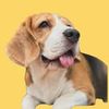Leo The Beagle