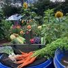 Marie & Jims Allotment Diary