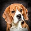 Dino the Beagle 🇳🇱🐾🇨🇼