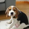 Bertie the Beagle