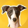 Adelaide | Italian Greyhound
