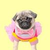 Mosy the Pug