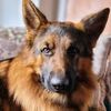 Digby the GSD German Shepherd Dog