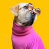 FRODO | ENGLISH LABRADOR - Lucknow, India Instagram influencer profile picture