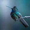 Jon Wilson | Birds | Wildlife Conservation