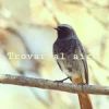 Trovar al aire.