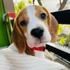 Toffee | Beagle 🐾