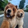 Churro and Toffee