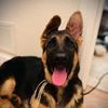 Ember the German Shepherd (GSD)