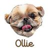 Ollie the Shih Tzu