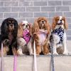 The Cavdashians | Cavalier King Charles Spaniels