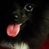 Cloe The Pom