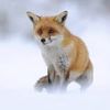 Brian Scott | Wildlife