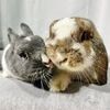 Mochi & Ube // Apartment Bunnies