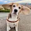 Baci The Beagle