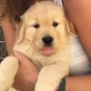 Oliver the Golden Retriever