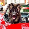 Rocco the German Shepherd 🏎🐾