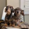 Rafferty + Oakley Reid • wirehaired dachshunds