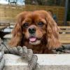 Cinderella the London Cavalier