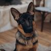 Lord German Shepherd