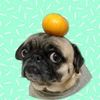 Kimchi the pug 🇯🇵🇬🇧🇰🇷🇭🇰