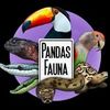 Alexander Huang “Panda”
