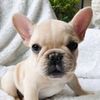 Marbella the Frenchie