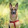 Photo of Snickers | GERMAN SHEPHERD 