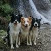 Storyline Border Collies