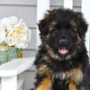 Hughston German Shepherds