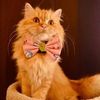 Photo of Plowy the Cat 
