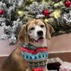 Junior The Beagle