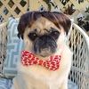 PugRidesShotgun