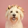 Miss Maca | Content Creator | Dog & Cat Lifestyle