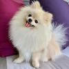 Santorini The Pomeranian