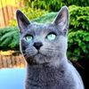 Kira - Russian Blue Trick Cat