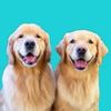 Molson, Maple & Mater | Golden Retrievers