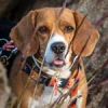Bartholomeu Beagle