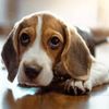 Jamun | Beagle