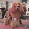 Maisie the Pink Poodle