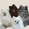 ポメラニアン もふーず Pomeranian