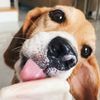 Blue The Beagle🌟🦕