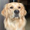 Muskan Dhama (LEO Golden Retriever) - Delhi, India Instagram influencer profile picture