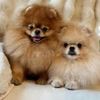rocco_the_pomeranian
