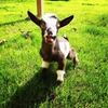 Goat Daddy's Farm and Animal Experience