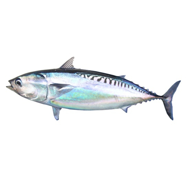 Alagoduwa - GLOMARK - Fish - in Sri Lanka