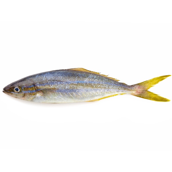 Lena Paraw - GLOMARK - Fish - in Sri Lanka